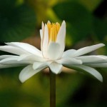 water_lilies_cropped